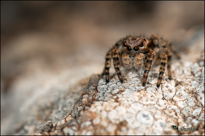 Piccolo, piccolo, piccolo!!!
